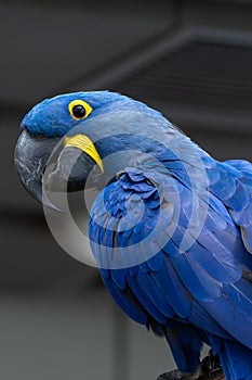 The hyacinth macaw Anodorhynchus hyacinthinus, or hyacinthine macaw or blue macaw perched on a branch in South America