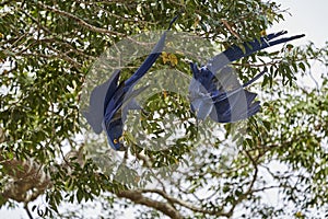 The hyacinth macaw, Anodorhynchus hyacinthinus, or hyacinthine macaw.