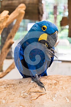 Hyacinth macaw (Anodorhynchus Hyacinthinus) or Hyacinthine macaw