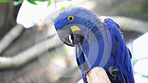 The hyacinth macaw Anodorhynchus hyacinthinus, or hyacinthine macaw or blue macaw perched on a branch in South America.