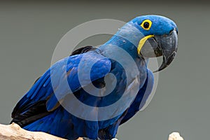 The hyacinth macaw Anodorhynchus hyacinthinus, or hyacinthine macaw or blue macaw perched on a branch in South America