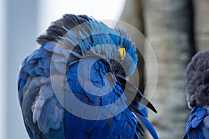 The hyacinth macaw Anodorhynchus hyacinthinus, or hyacinthine macaw or blue macaw perched on a branch in South America