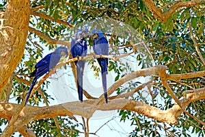 Hyacinth Macaw, Anodorhynchus Hyacinthinus, or Hyacinthine Macaw, Pantanal, Mato Grosso do Sul, Brazil