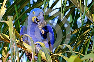 Hyacinth Macaw, Anodorhynchus Hyacinthinus, or Hyacinthine Macaw, Pantanal, Mato Grosso do Sul, Brazil