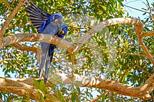 Hyacinth Macaw, Anodorhynchus Hyacinthinus, or Hyacinthine Macaw, Pantanal, Mato Grosso do Sul, Brazil