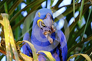 Hyacinth Macaw, Anodorhynchus Hyacinthinus, or Hyacinthine Macaw, Pantanal, Mato Grosso do Sul, Brazil