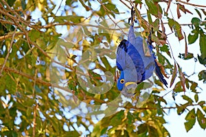 Hyacinth Macaw, Anodorhynchus Hyacinthinus, or Hyacinthine Macaw, Pantanal, Mato Grosso do Sul, Brazil