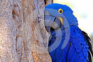 Hyacinth Macaw, Anodorhynchus Hyacinthinus, or Hyacinthine Macaw, Pantanal, Mato Grosso do Sul, Brazil