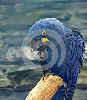 Hyacinth macaw, Anodorhynchus hyacinthinus, hyacinthine macaw, a parrot native to central and eastern South America