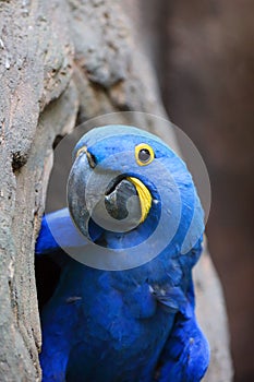 The hyacinth macaw Anodorhynchus hyacinthinus or hyacinthine macaw peeks out of its nesting cavity. Big blue macaw, portrait at