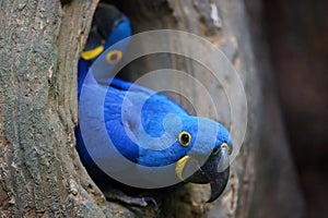 The hyacinth macaw Anodorhynchus hyacinthinus or hyacinthine macaw peeks out of its nesting cavity. Big blue macaw, portrait at