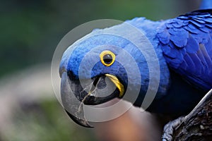 The hyacinth macaw Anodorhynchus hyacinthinus, or hyacinthine macaw sitting on a branch.Big blue parrot portrait