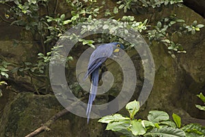 Hyacinth macaw, Anodorhynchus hyacinthinus at Jurong Bird Park