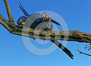 Hyacinth Macaw, anodorhynchus hyacinthinus, Pair Mating