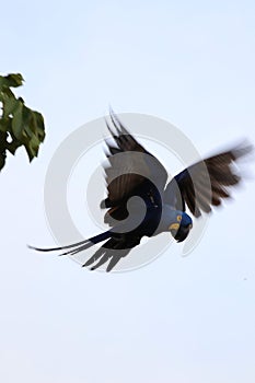 Hyacinth macaw Anodorhynchus hyacinthinus - Pantanal, Mato Grosso, Brazil