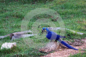 Hyacinth macaw Anodorhynchus hyacinthinus - Pantanal, Mato Grosso, Brazil