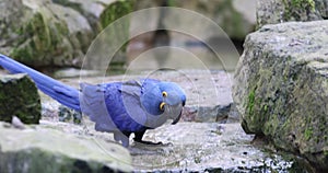 Hyacinth macaw (Anodorhynchus hyacinthinus), parrot drinking water
