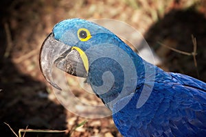 A hyacinth macaw (Anodorhynchus hyacinthinus) portrait