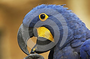 Hyacinth Macaw, anodorhynchus hyacinthinus, portrait of Adult with open Beak