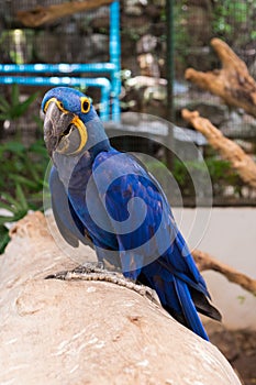 Hyacinth macaw Anodorhynchus Hyacinthinus posed on timber