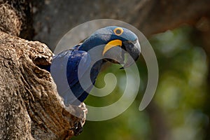 Hyacinth Macaw, Anodorhynchus hyacinthinus, in tree nest cavity, Pantanal, Brazil, South America