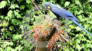 Hyacinth Macaw, or Arara-azul