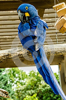 Hyacinth Macaw bird