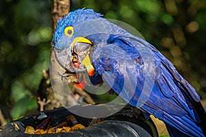 Hyacinth macaw, blue arara eating in Pantanal, Brazil photo