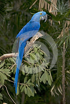 Hyacinth macaw blue bird full length south america photo