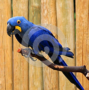 Hyacinth macaw (blue parrot) sits on a tree branch