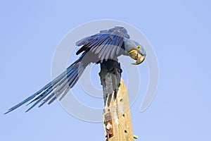 Hyacinth macaw in Brasil Pantanal