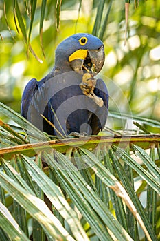 hyacinth macaw close up on a palm tree in the nature habitat