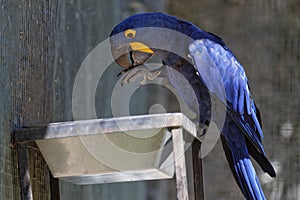 Hyacinth macaw