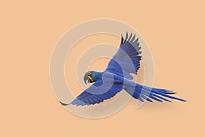 Hyacinth macaw flying isolated on orange background.