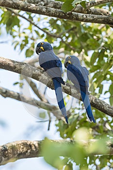 Hyacinth Macaw in forest environment,Pantanal Forest,