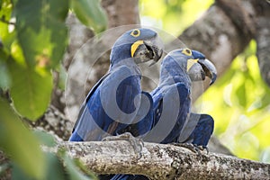 Hyacinth Macaw in forest environment,Pantanal Forest,