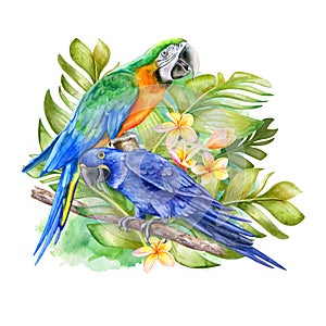 Hyacinth macaw and green harlequin parrot sitting on a branch in tropical leaves