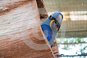 Hyacinth macaw or Hyacinthine macaw in wooden nest