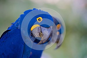 Hyacinth Macaw