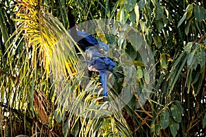 Hyacinth macaw on a palm tree, Rio Cuiaba, Pantanal photo