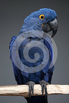 hyacinth macaw parrot