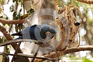 Hyacinth Macaw parrot Anodorhynchus hyacinthinus