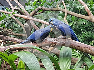 Hyacinth macaw