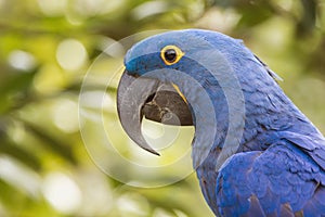 Hyacinth Macaw