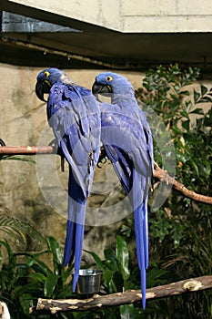 Hyacinth macaw parrots