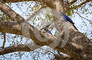 Hyacinth macaw parrots on the tree