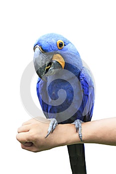 Hyacinth Macaw perching on human hand and eating sun flowers see