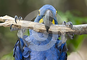 Hyacinth macaw playing in tree, pantanal, brazil