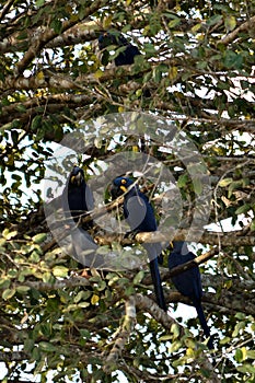 Hyacinth macaw on Rio Cuiaba, Pantanal, Brazil