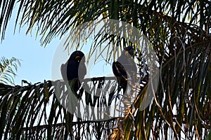 Hyacinth macaw on Rio Cuiaba, Pantanal, Brazil photo